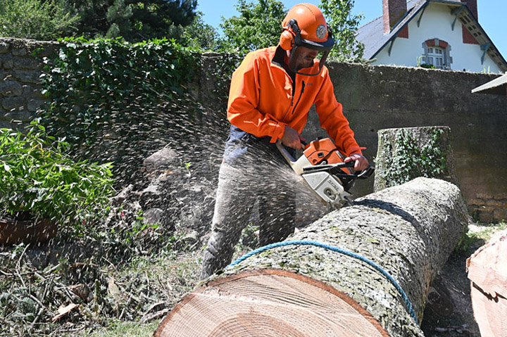 Abattage et débitage d'un grand sapin